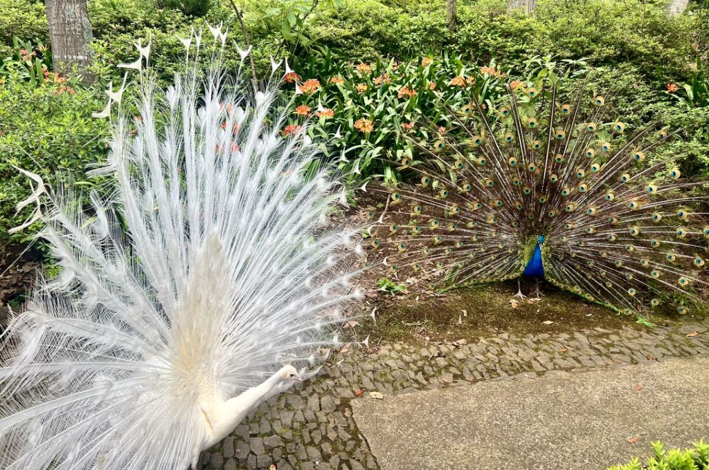 Competing peacocks in the Monte Palace gardens in Funchal