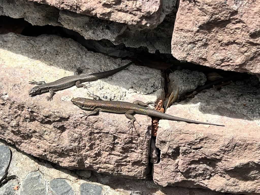 Lizards sunbathing on a stone wall in the gardens of Funchal