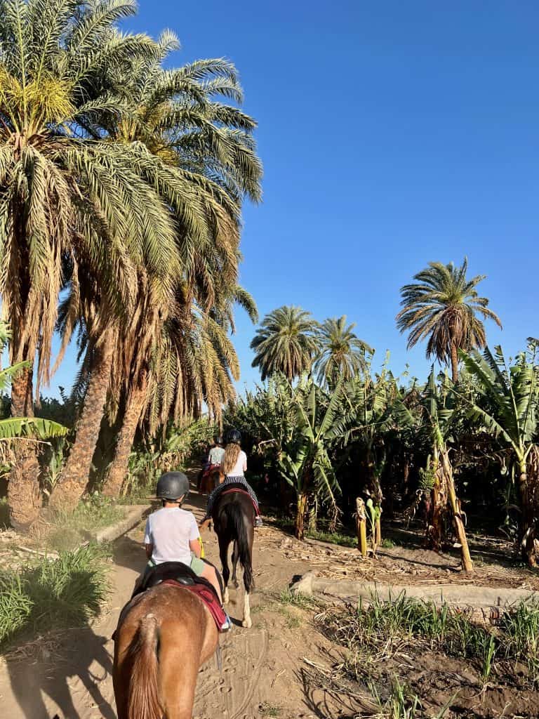 Two children on horseback with another horse visible beyond that. Horse riding in Luxor past palm trees and a banana plantation.