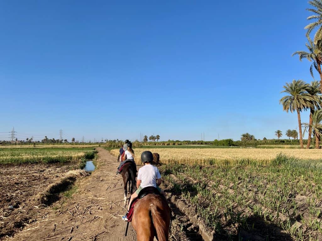 A rear view of a family on horseback riding along a dirt path between fields in Luxor, with palm trees visible to the right.