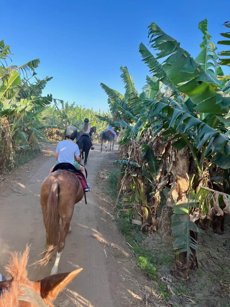 A rear view of a line of horses and riders going along a dirt road in Luxor with banana trees on either side of the road.