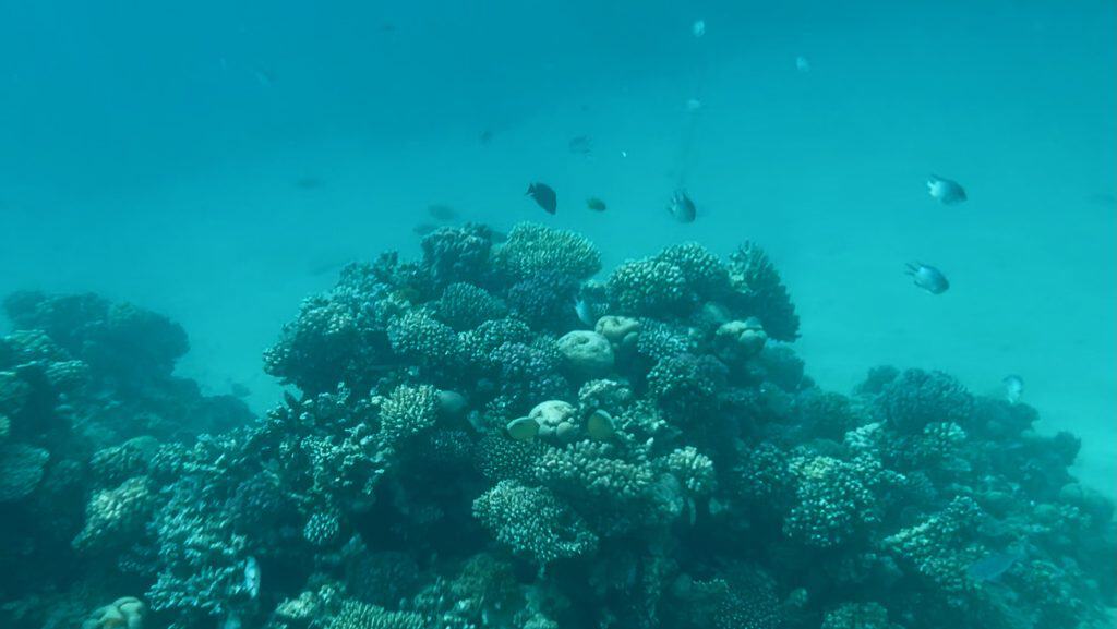 Coral and fish in the red sea at Makadi Bay.