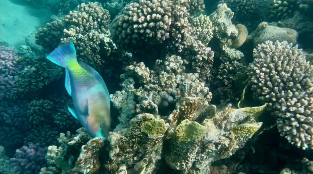 A parrot fish feeding on coral in the Red Sea at Makadi Bay.